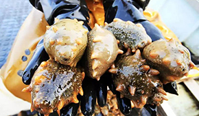 2020第四屆遼寧海參節12月10日在遼寧工業展覽館盛大啟幕